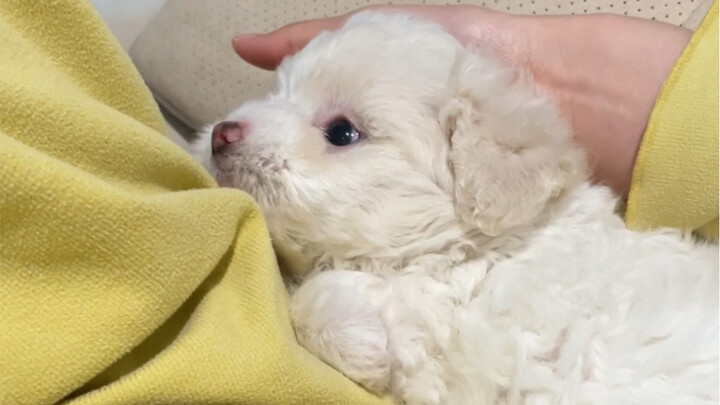 Does it look like you before bed? Whose puppy makes so much fuss even when sleeping?