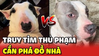 Cuộc truy tìm THỦ PHẠM CẮN PHÁ ĐỒ và cái kết bất ngờ 😂 | Yêu Lu