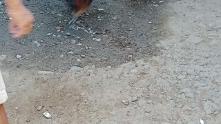 2spar