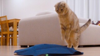 นี่เป็นของเล่นแมวตัวแรกของฉันแบบนี้!