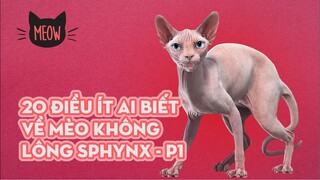 20 Điều Ít Ai Biết Về Mèo Không Lông Sphynx (P1) | Meow | Coi Là Ghiền