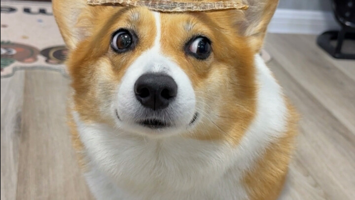 🐶：ทุกวันนี้ถ้าไม่มีฝีมือหน่อย ก็แทบจะเล่นโซเชียลไม่ได้เลยนะ!