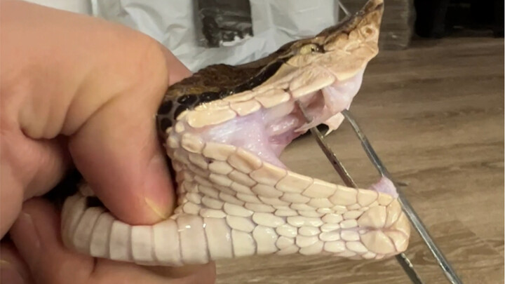 五步蛇的毒牙这么长？