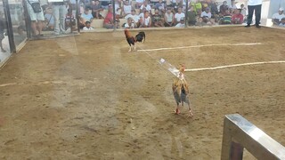 GAPAN coliseum.             Oct 2025