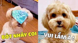 Lu Lu | Nhà Có Chiếc Chó Suốt Ngày Chỉ Biết " TẤU HÀI " Sẽ NTN ?🤣 Gâu Đần Official