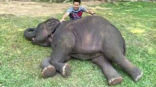 เป็นความทรงจำที่ได้ดูแลช้างคู่บ้านคู่เมืองรู้สึกเป็นเกียรติมากขอบคุณที่ผ่านมาที่มีความสุขและความรัก