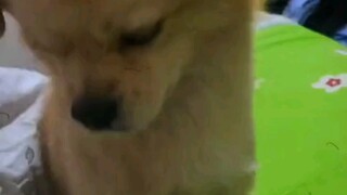 เมื่อแม่ฉันไม่ให้เจ้าตูบขึ้นเตียง!