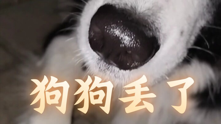 I saw a lost Border Collie. When I said I wanted to check its ID tag, the dog either offered a paw o