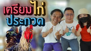 เตรียมไก่ส่งประกวด ต้องทำอย่างไรบ้าง ประกวดไก่สวยงาม EP.242