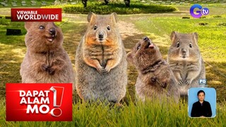 Quokka, binansagang ‘happiest animal in the world’ | Dapat Alam Mo!