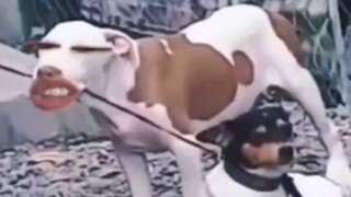 Don't be afraid, Little Blackie's second brother will take you out to play.