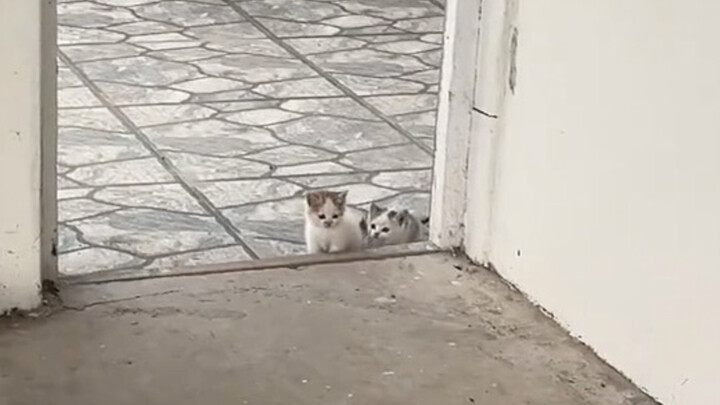 I just love these little kittens you can’t quite make out—so cute I could die!