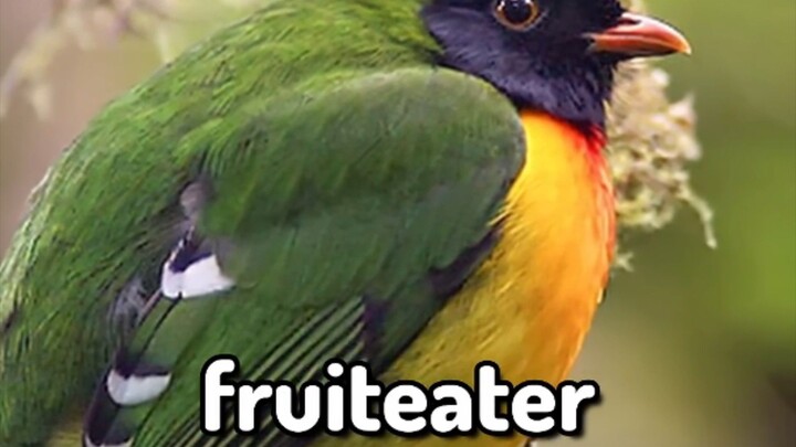 Brutally Rating Animals.