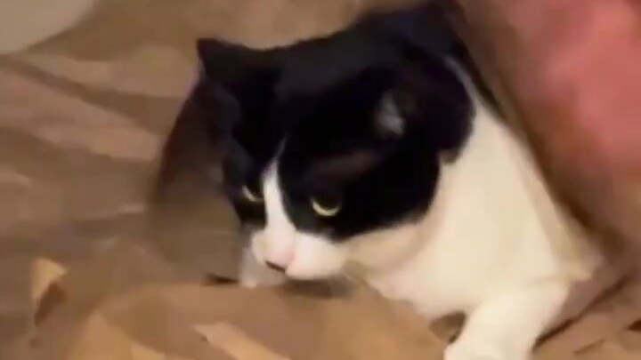 🐱🐱🐱🐱🐱