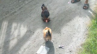 win gold 3months old ala tari kalabn sabi nila tatakbo lang daw akin ayan tuloy