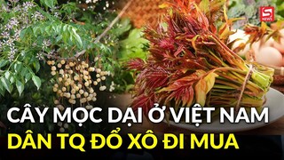 Loại cây mọc dại ở Việt Nam, tuy có độc, nhưng dân Trung Quốc vẫn mua ăn với giá trên trời