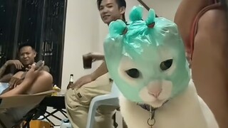 猫：开庭时带上你那个破视频！