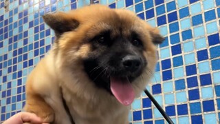 Saya membawa anak anjing Shecai untuk pemeriksaan seluruh tubuh dan mandi, tetapi ia sangat ketakuta