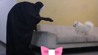 สุนัขมีปฏิกิริยาอย่างไรเมื่อเห็นคนไม่มีหน้า