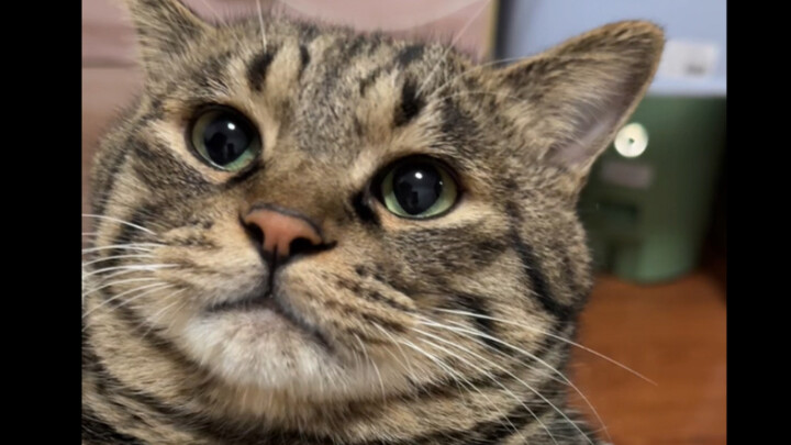 Mom keeps poking the kitten’s paws, and it’s making the little cat mad.