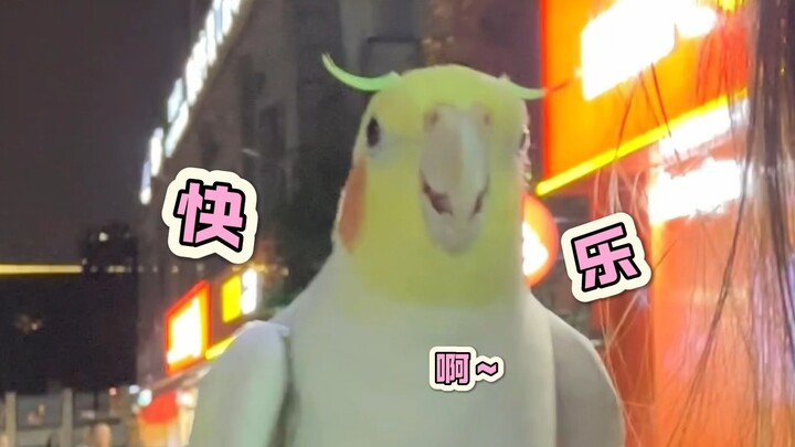 The little chick who grew up pampered is so confident and happy 💖