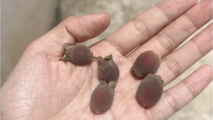 Apakah Seluruh Dunia Akan Menyukai Kucing Kecil yang Super Imut dan Menggemaskan?