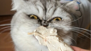 My God, Catching Mouse