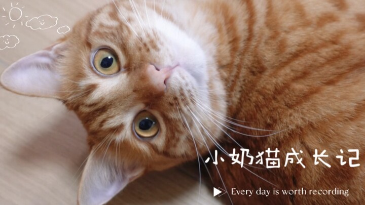 I Actually Raised a Tiny Kitten into Adulthood!