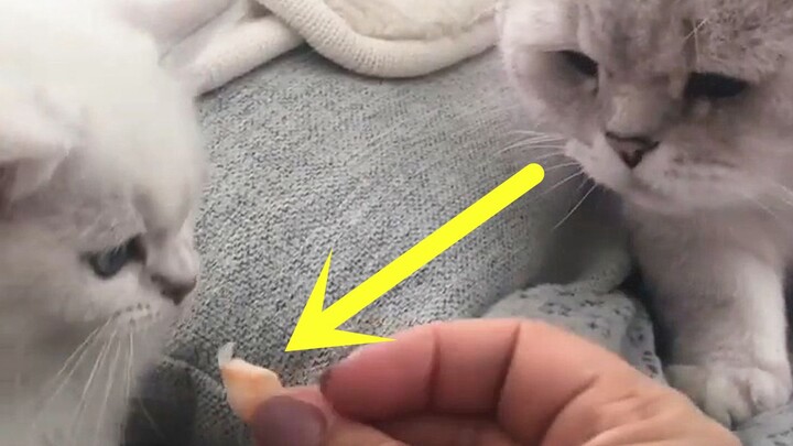 The irritable cat dad saves his favorite shrimp for the kitten.