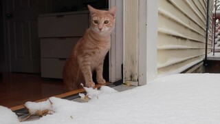 【Animal Circle】【English vlog】Cat sees snow for the first time