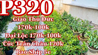 Mai vàng chơi tết p320 | 0902166514 Phương | thủ đức - đại lộc 170k -nhỏ 100k - cúc trân châu 120k