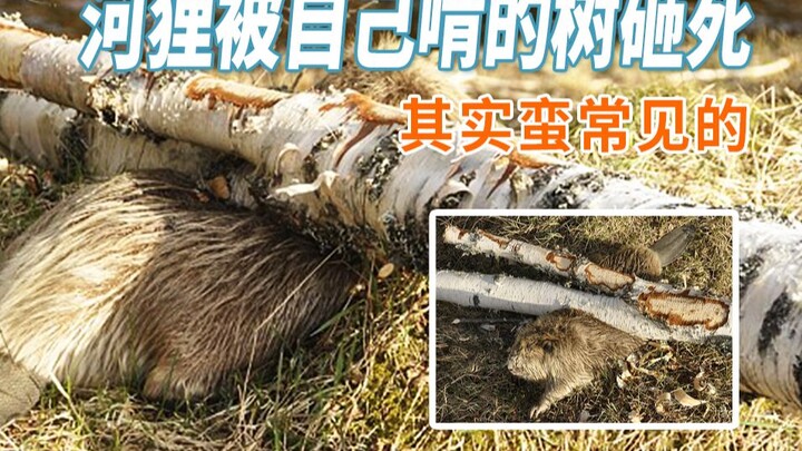 How could a dumb beaver get crushed by the tree it was gnawing on?