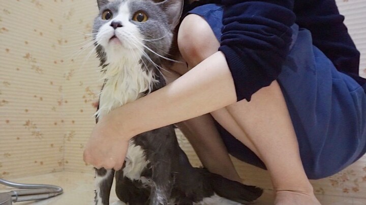 After a year without a bath, you’d hardly recognize the same cat after it’s been washed!
