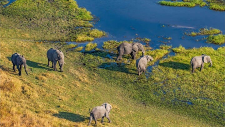 Elephants by the River 🐘🌿