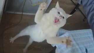 猫：爱我你就抱抱我