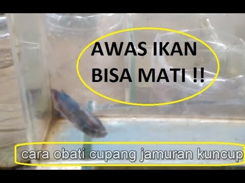 cara obati cupang jamuran kuncup lesu white spot dengan cara ampuh