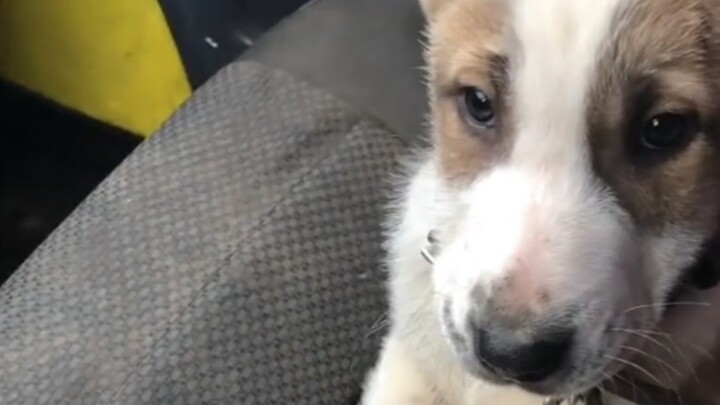 “Mengapa anjing tidak bisa berbicara?” “Karena cinta bukan diukur dari kata-kata.”