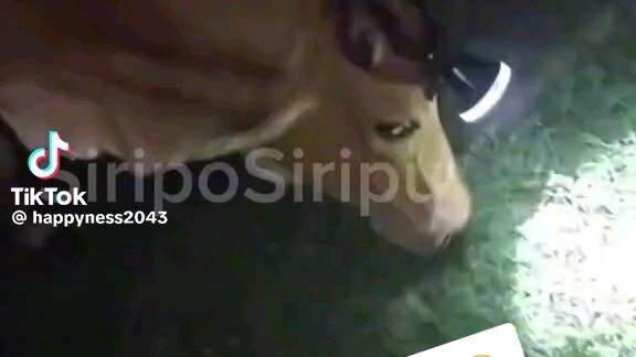 Siripo sirippu