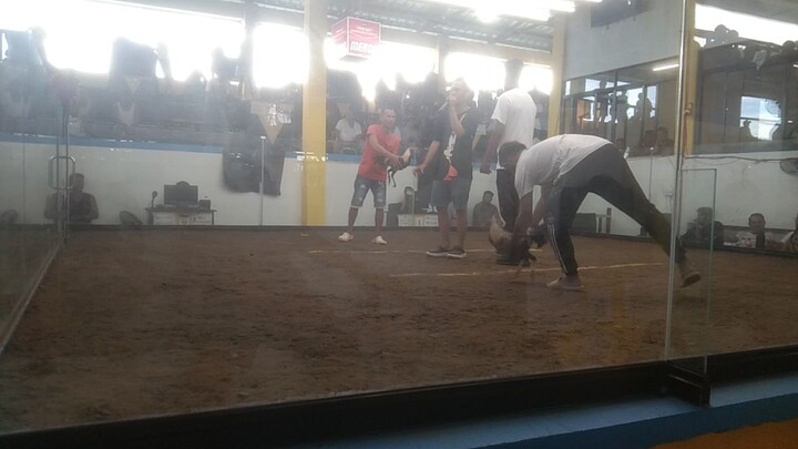 nka chamba uli Tayo champion Tayo kahapon 2 cock timbangan,saragoza cock pick arena