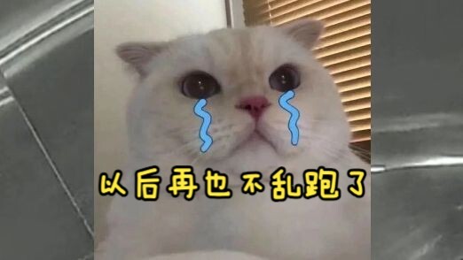 Cukup menakutkan… si kucing hampir terjebak di lift 🥺