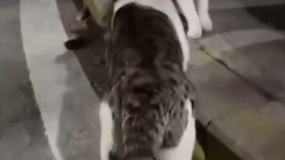 kucing kurang ajar#reactionvideo #lucu #videolucu #fyp #jowo #wongjowo #kucing #feedingcats #kucingl