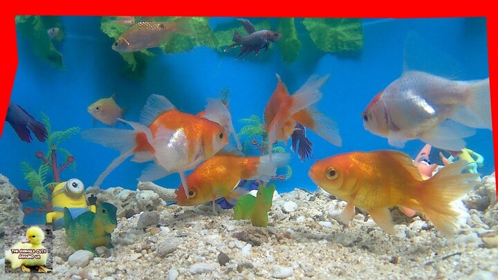 Chefs Fish, Betta Fish Playing With Toys, Dinosaurs - Cute Animals Video