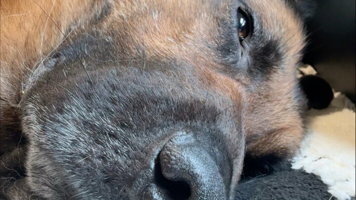 Klik untuk mendengarkan ratapan sapi tua