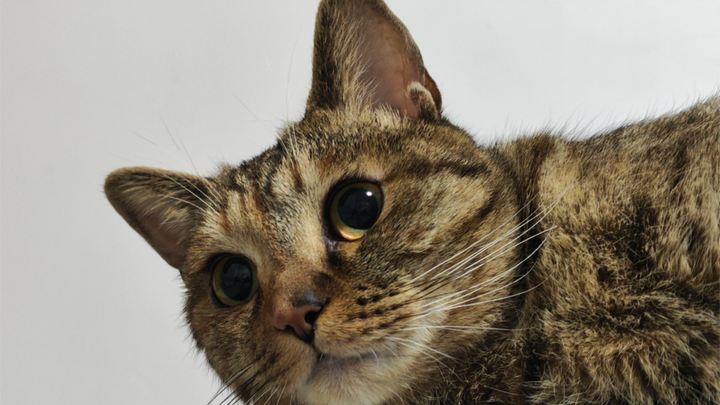 Cute Cat TV: The Cat Girl Who Can't Transform