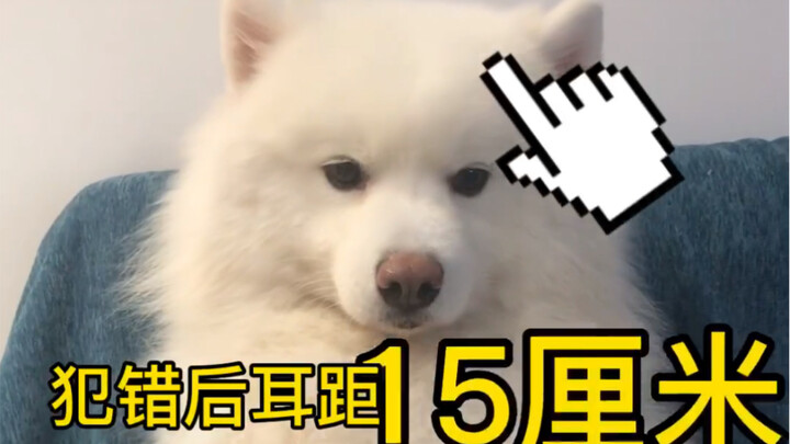 Samoyed's ears turn into airplane ears in a second