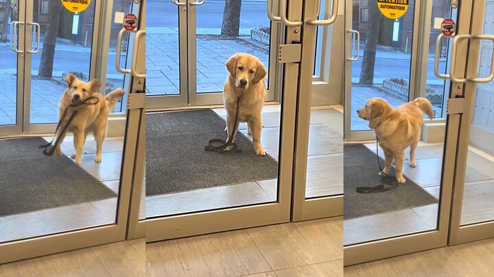 An angry Golden Retriever that's simply irresistible