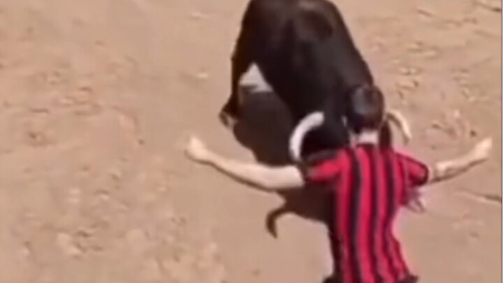 This bullfight is all about psychological damage.