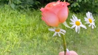 【STAYC】220722 البشر أجمل من الزهور 🌹^3^😈