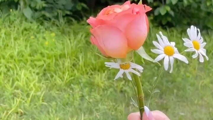 【STAYC】220722 人比花更美 🌹^3^😈