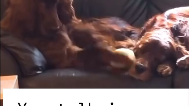 Ketika anjing mengigau dan mengganggu anjing lain yang sedang tidur